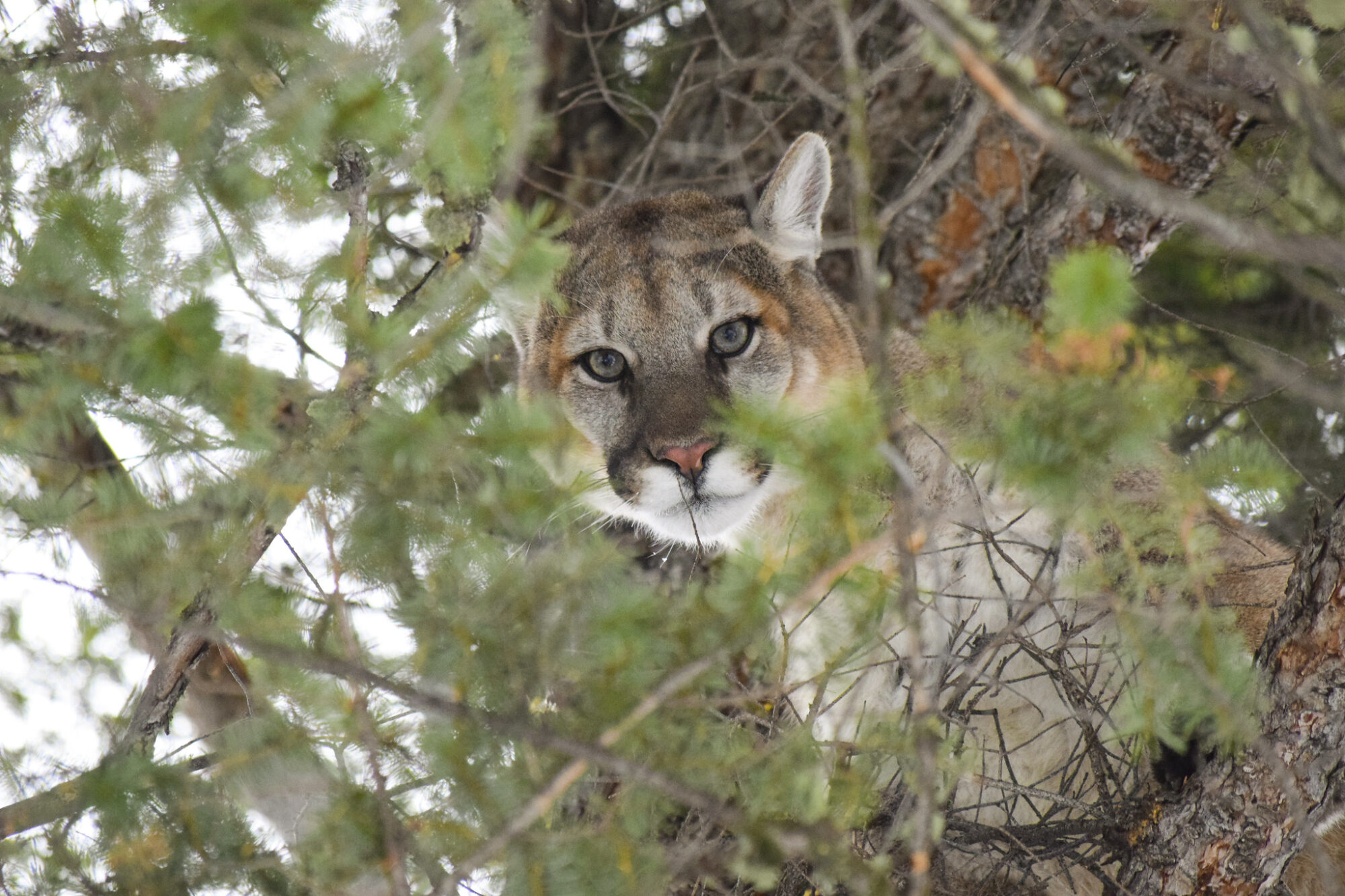 Colorado Mountain Lion Scratches Man in Hot Tub Outdoor Life