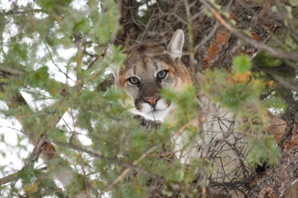 Mountain Lion Sneaks Up on Couple in Hot Tub, Swats Man’s Head