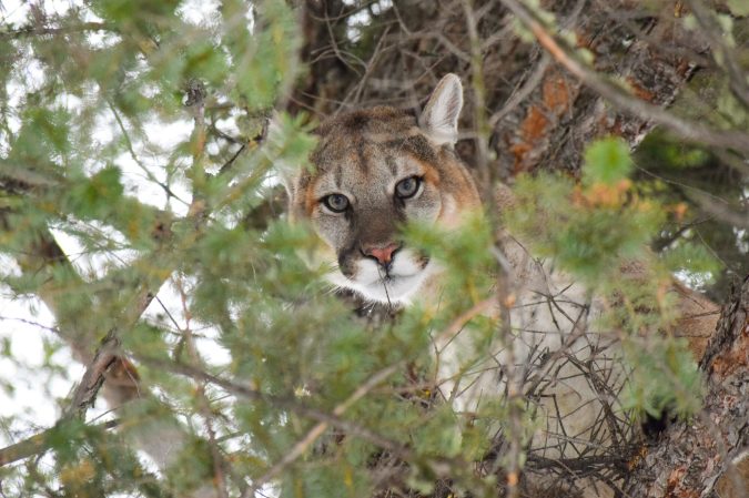 Mountain Lion Sneaks Up on Couple in Hot Tub, Swats Man's Head