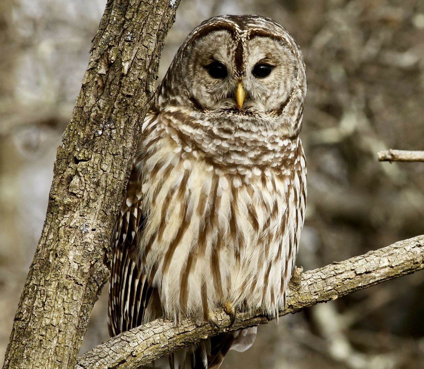 barred owl in tree