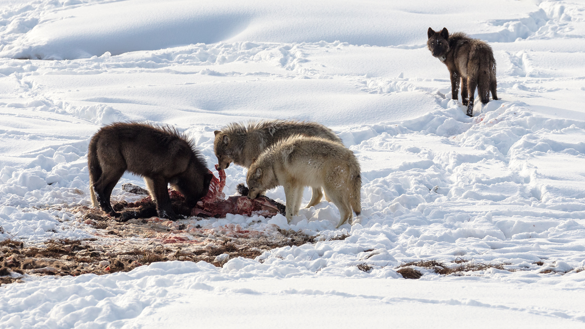 A pack of wolves eating meat in the snow.