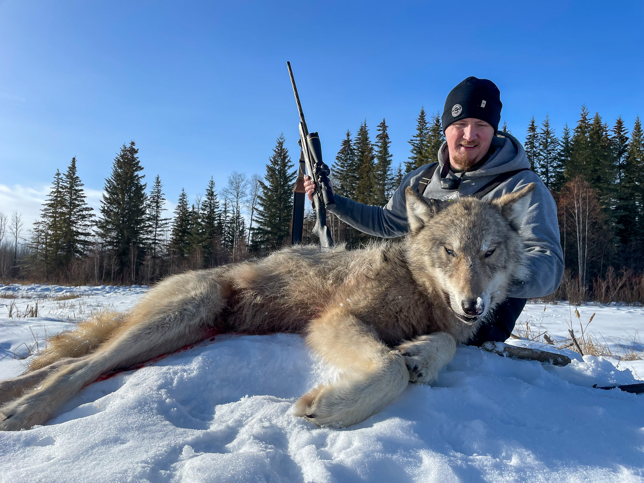 A hunter kneels beside a wolf in the snow in Alberta.