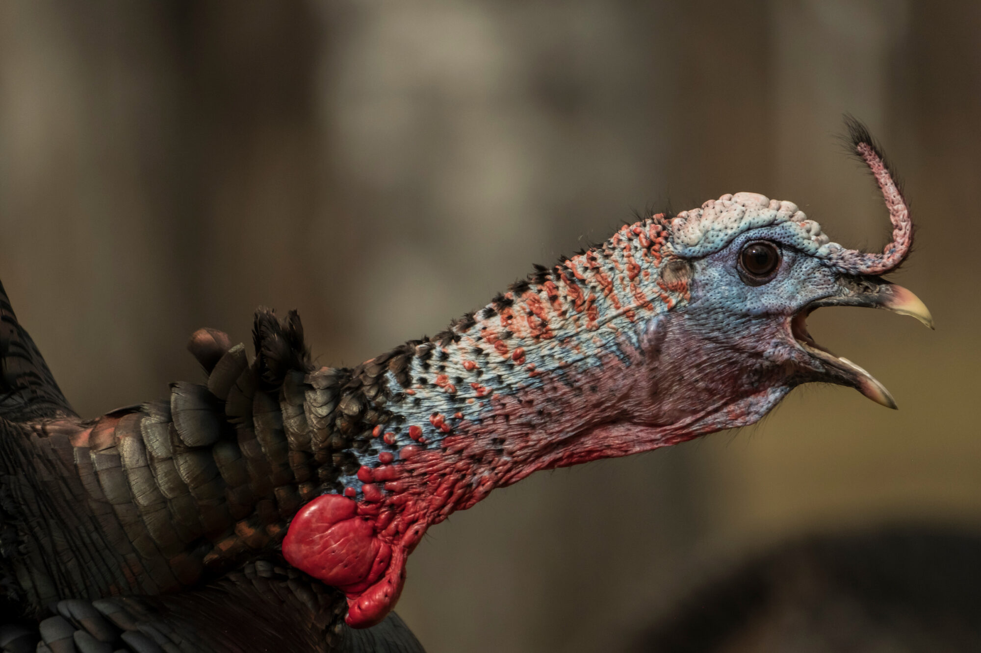 turkey gobbling in roost