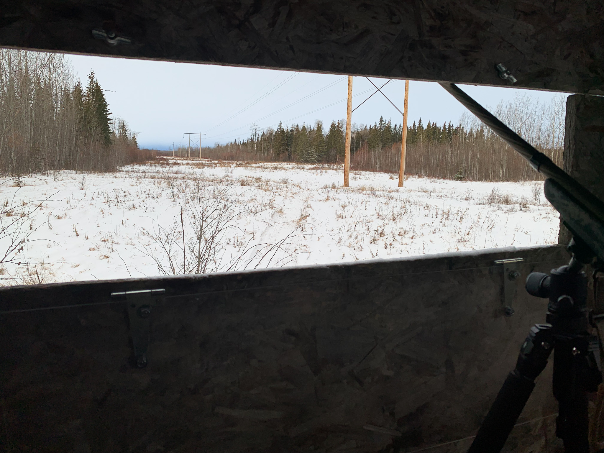 The snowy view of a powerline cut from a plywood box blind in Alberta.