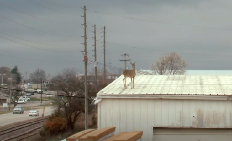 Two Deer Spend the Night Stranded on a Missouri Rooftop