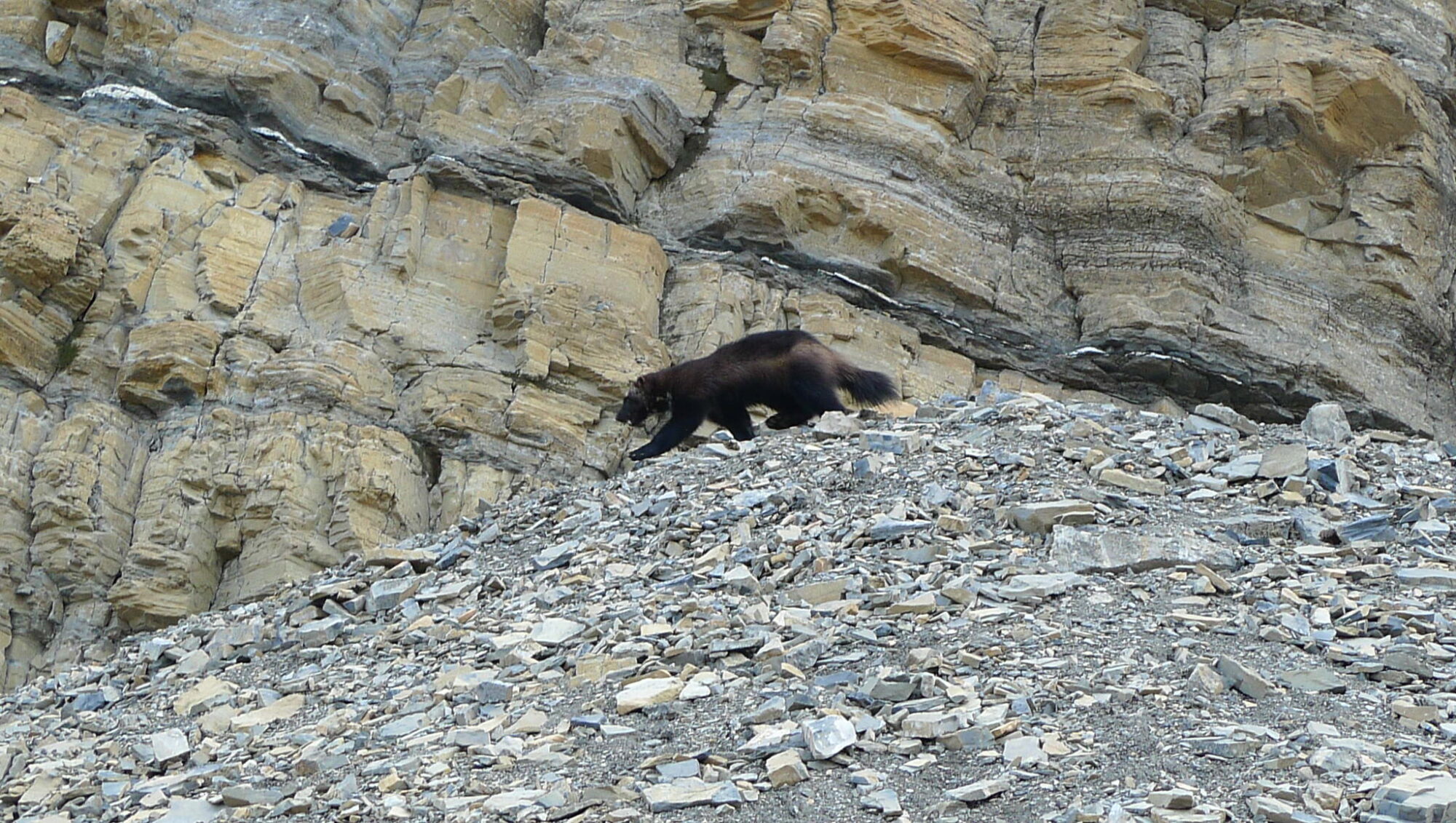 A wolverine crosses a scree slope. Wolverines can live at high altitdues.