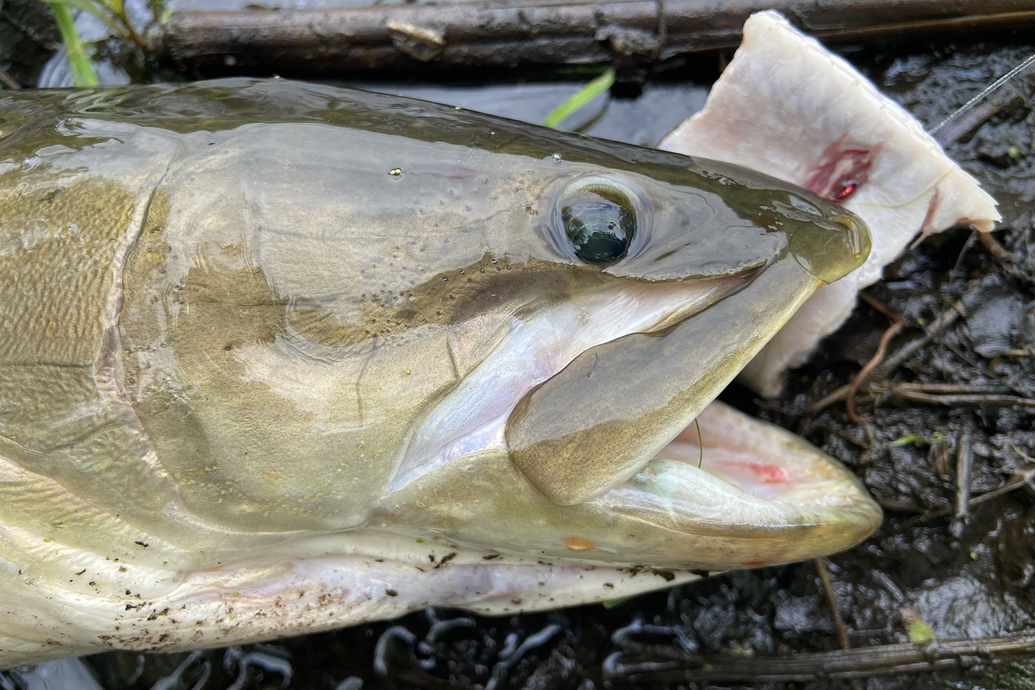 close-up of bowfin head out of water