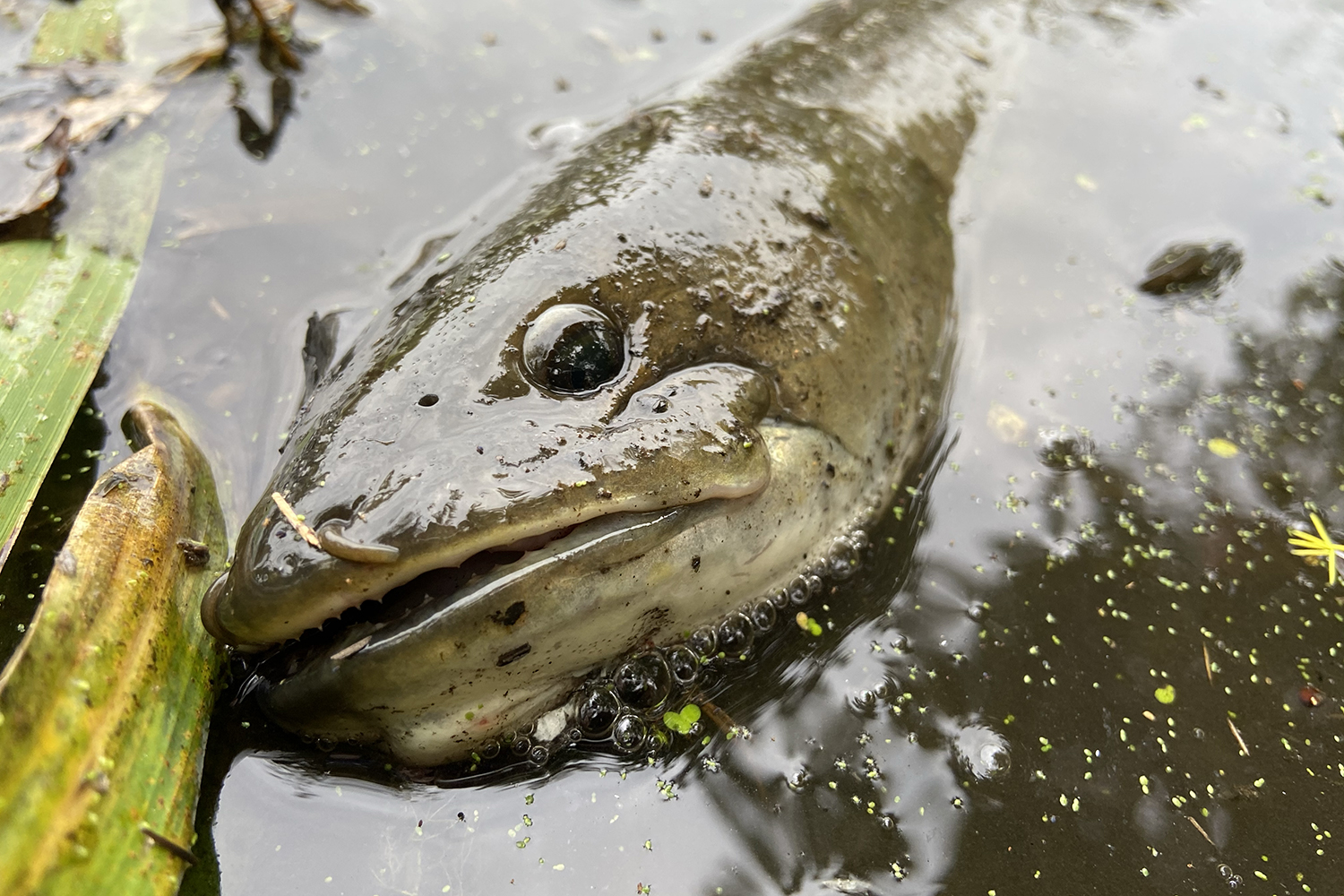 bowfin head sticking up out of muddy water