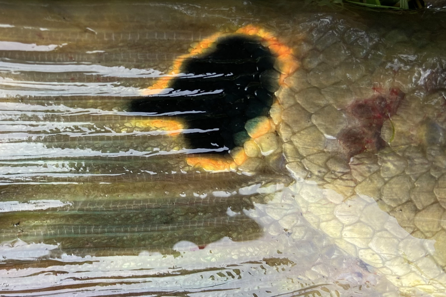 close-up of spot on bowfin near tail