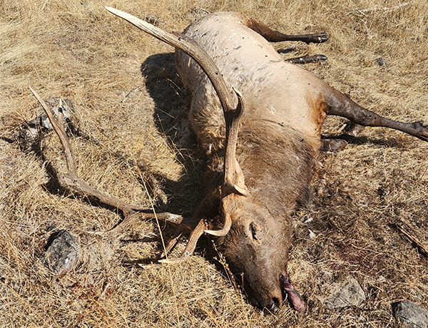 Oregon Poacher Wasted Bull Elk Carcass Because He Was Afraid of Wolves