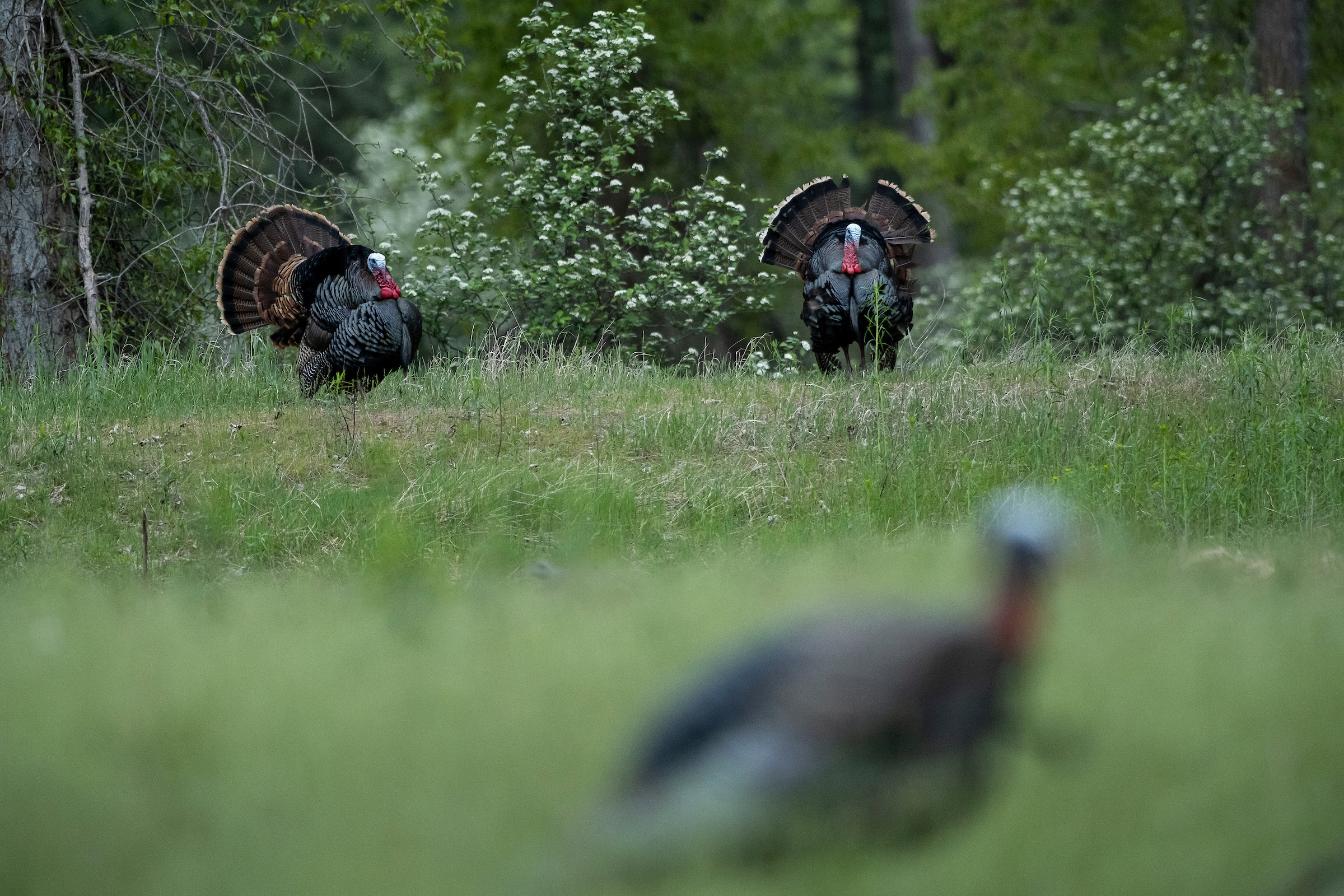 Turkey Sounds & Perfecting Your Calling for the Turkey Hunt