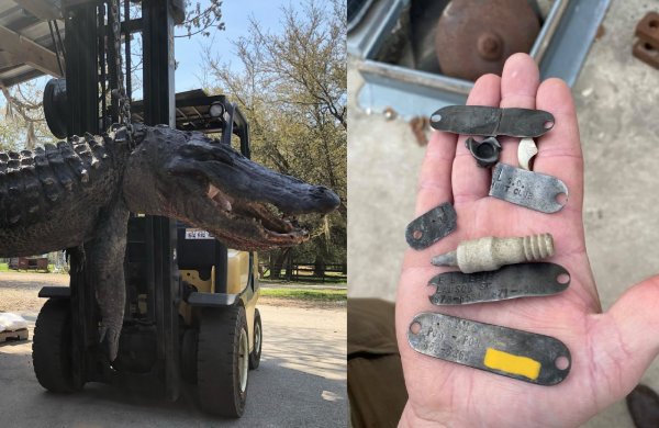 24-Year-Old Dog Collar Tags Found in Giant Gator’s Belly
