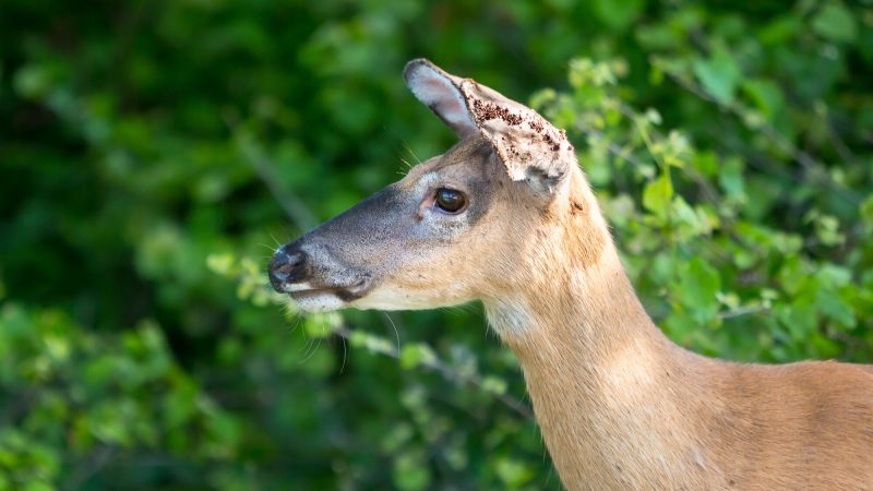 Whitetails Don't Get Lyme Disease Because Their Blood Kills It