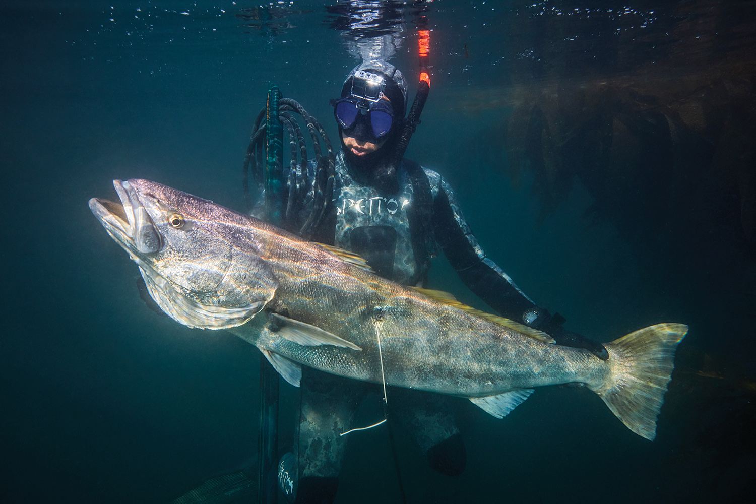 speearfisherman holding white seabass