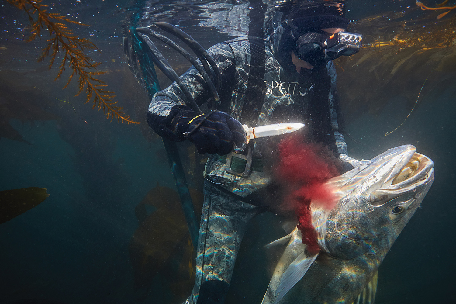 spearfisherman bleeds white seabass