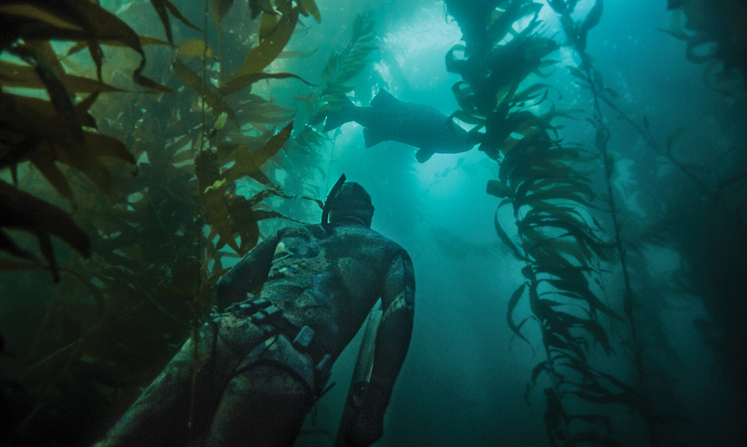 spearfisherman views bass through underwater foliage