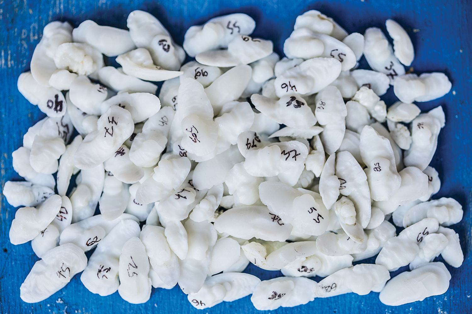 numbered otoliths from white seabass