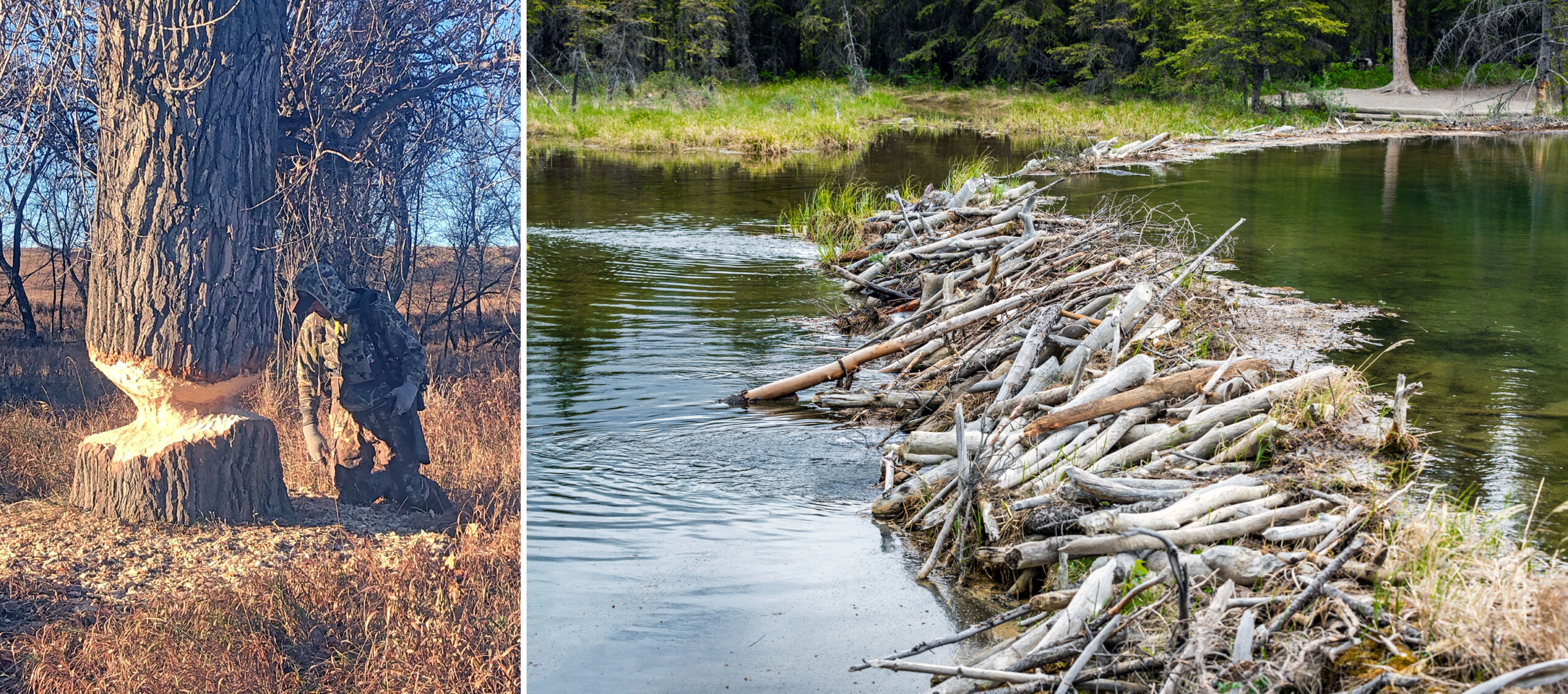 Beaver Trapping: How to Get Started