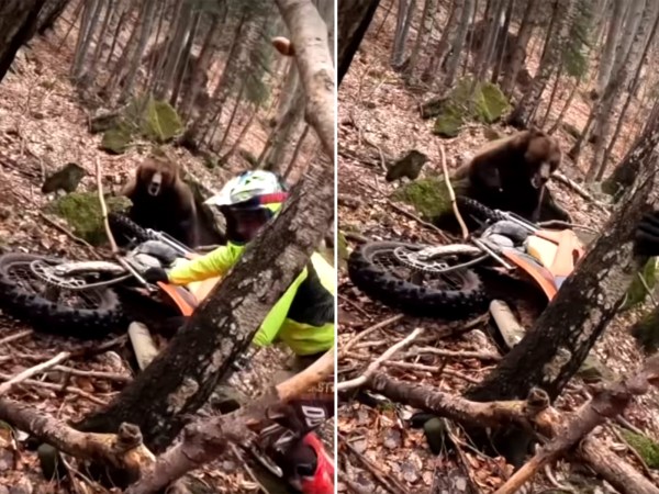 Watch a Brown Bear Attack a Dirt Bike