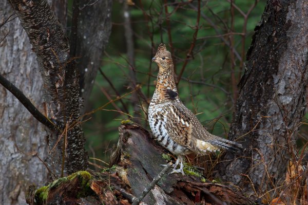 Canadian Grouse Poacher Busted with Six Times the Legal Limit Gets Lifetime Hunting Ban