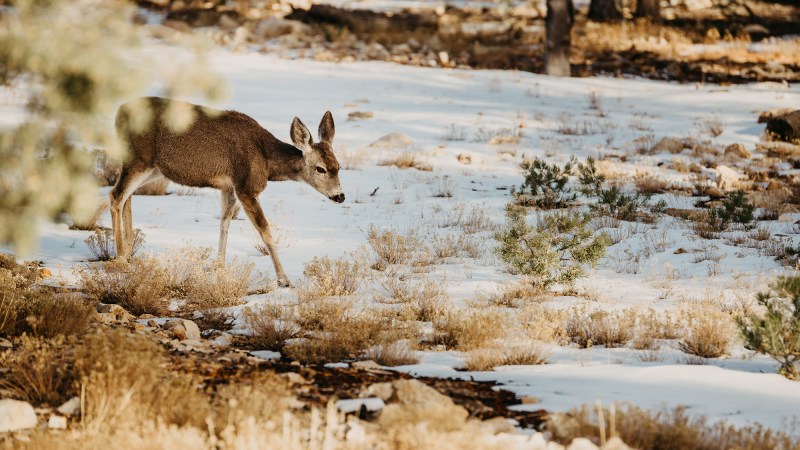 Wild Game Power Rankings: What Species Have the Best Shot at Surviving Climate Change?