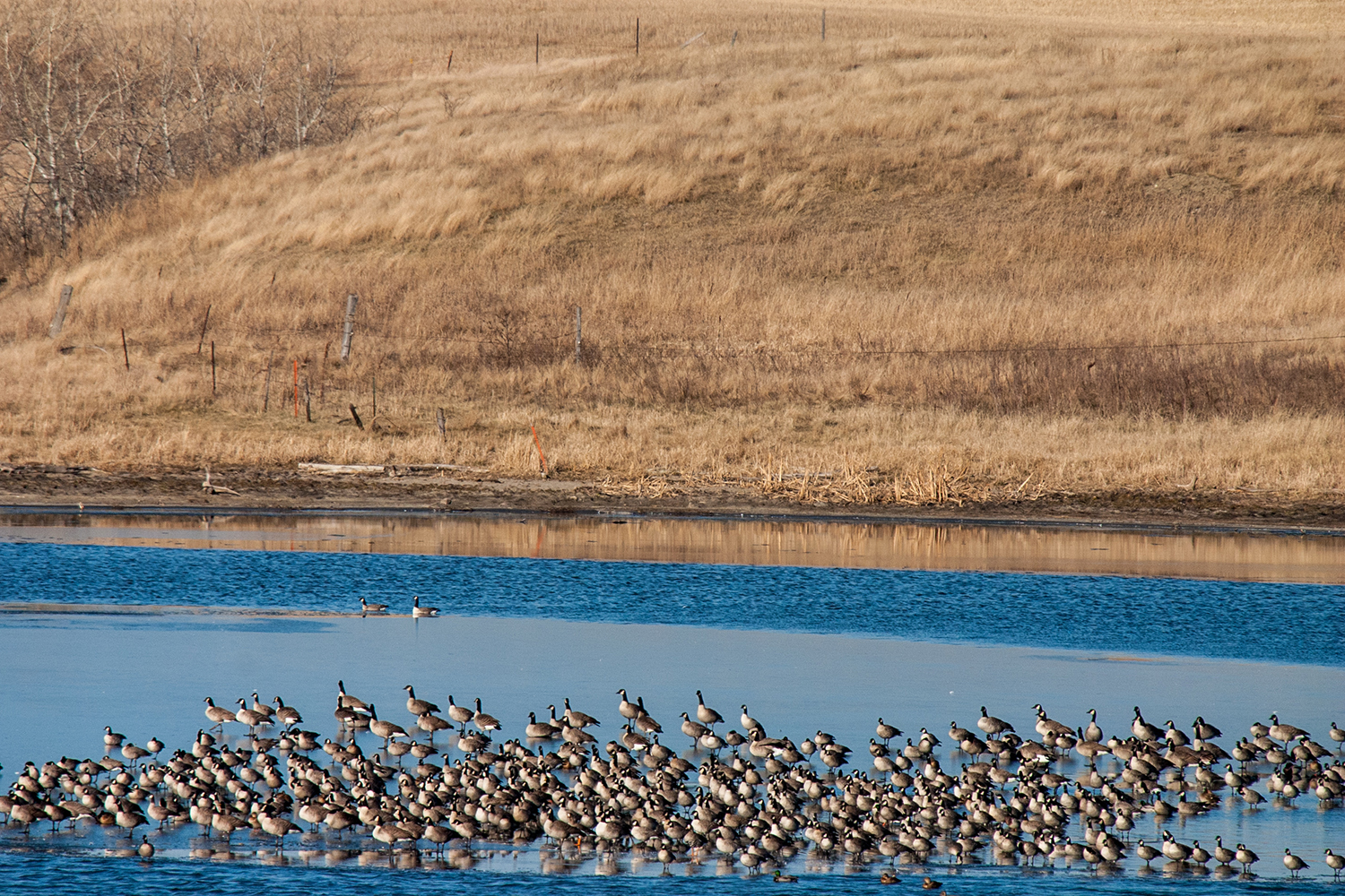 Canada geese resting on the ice in a prairie pothole