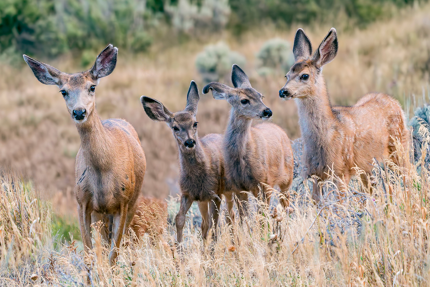 A family of mule deer