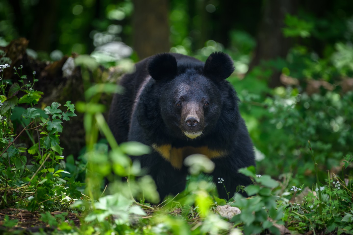 Bear Meat Vending Machine a Huge Hit in Japan | Outdoor Life