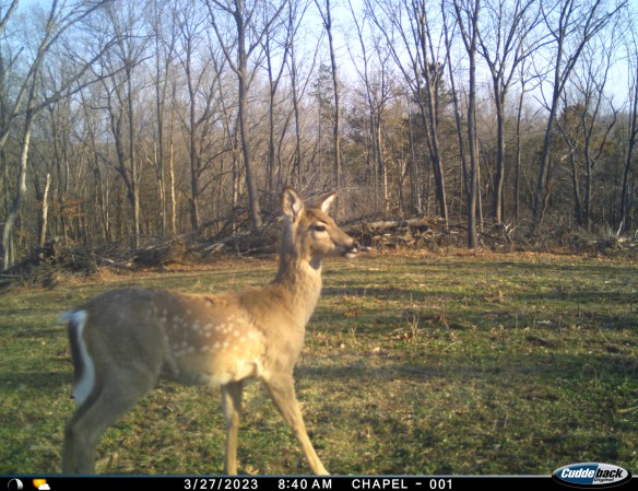 trail cam photo of a spotted fawn in march