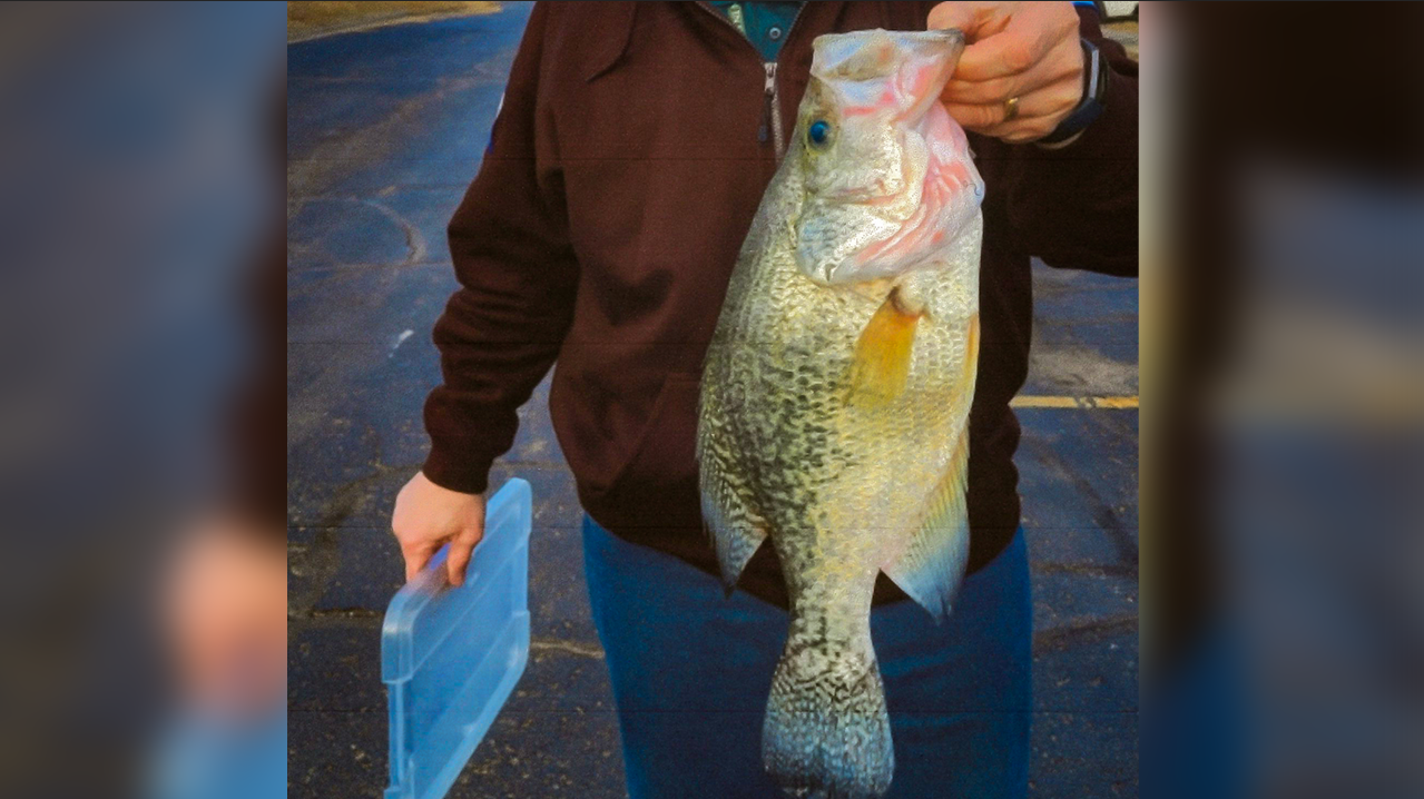 Kansas officials seize state-recorded crappie, remove them from books
