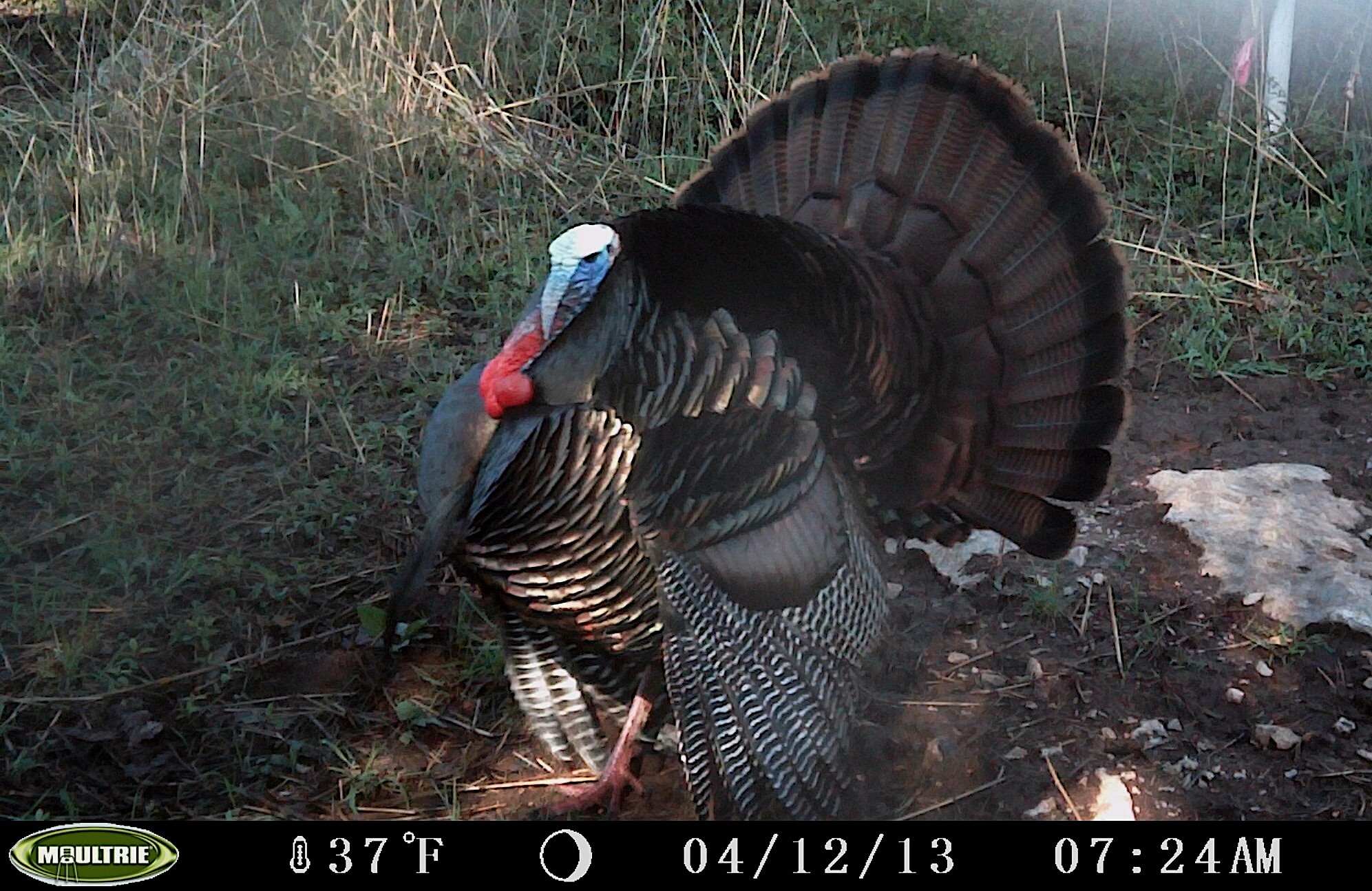 turkey trail camera