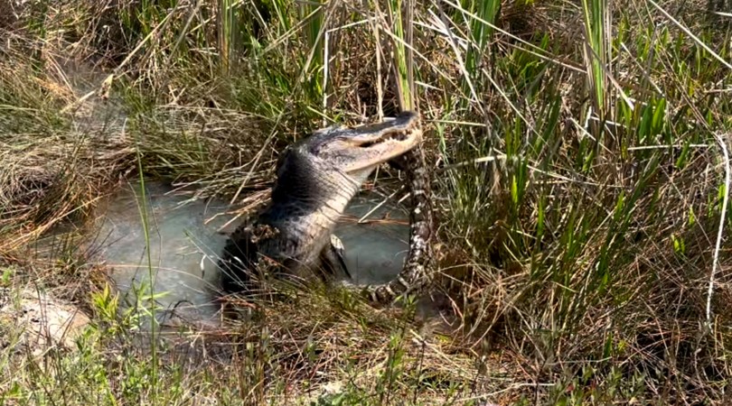 Watch a Florida Alligator Thrash a Burmese Python