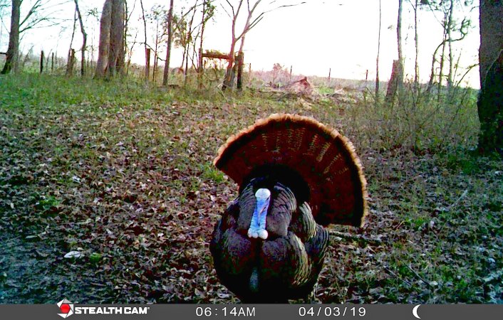 How to Use Trail Cameras for Turkey Hunting