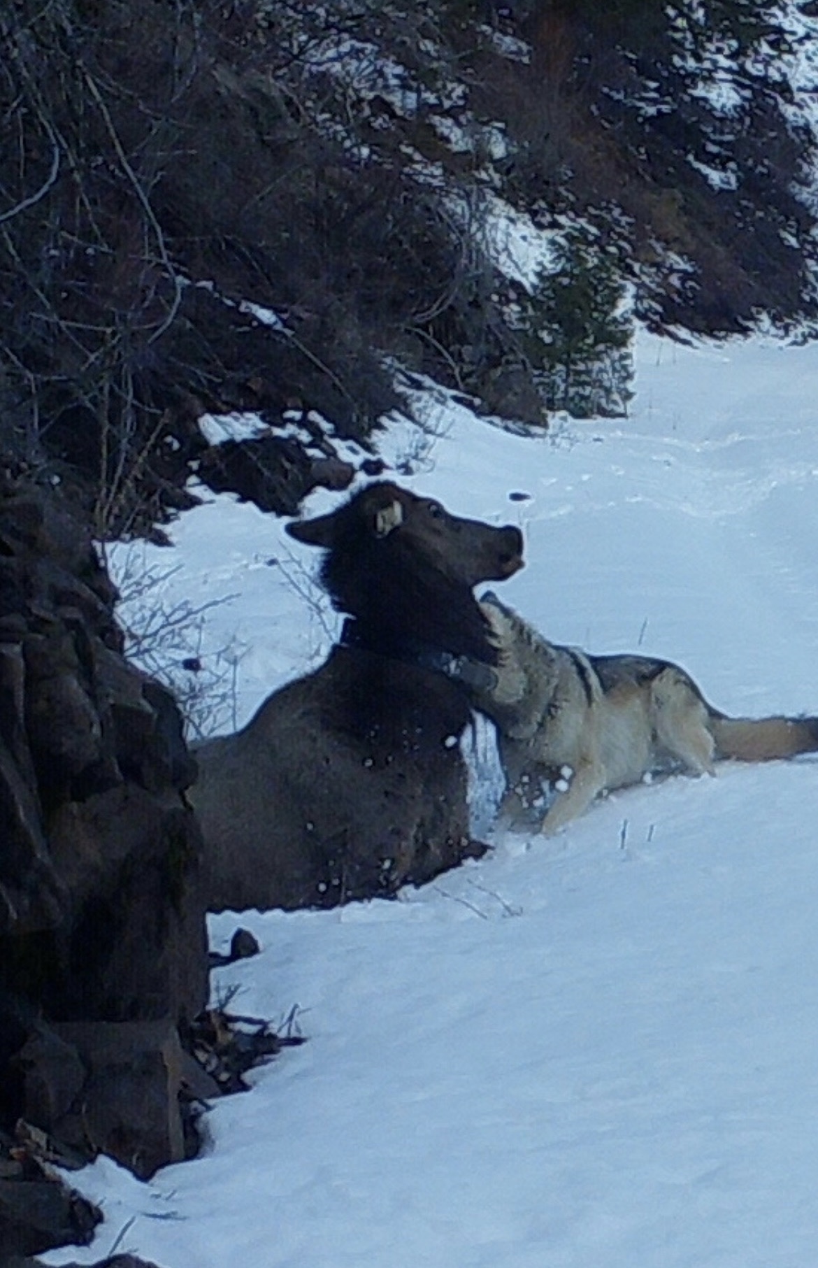 wolf kills collared elk