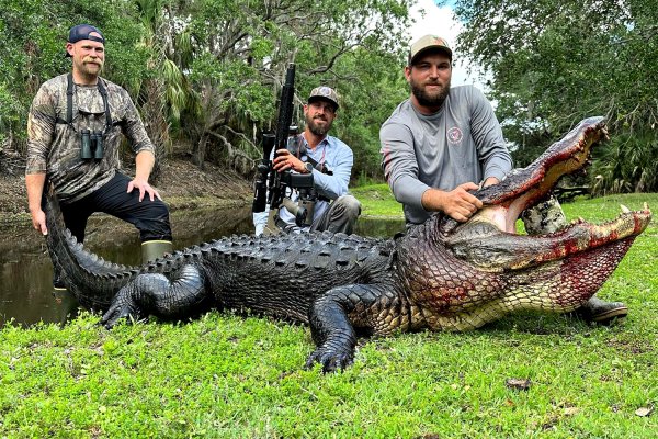 Massive 12-Foot Alligator Killed on South Florida Cattle Ranch