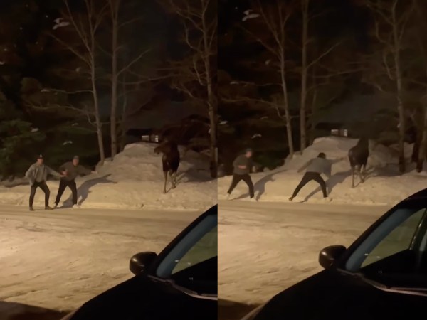 Watch: Drunk Dudes Harass Moose, Get Stomped