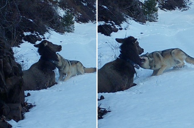 Trail Cam Captures a Collared Wolf Killing a Collared Elk in Eastern Oregon