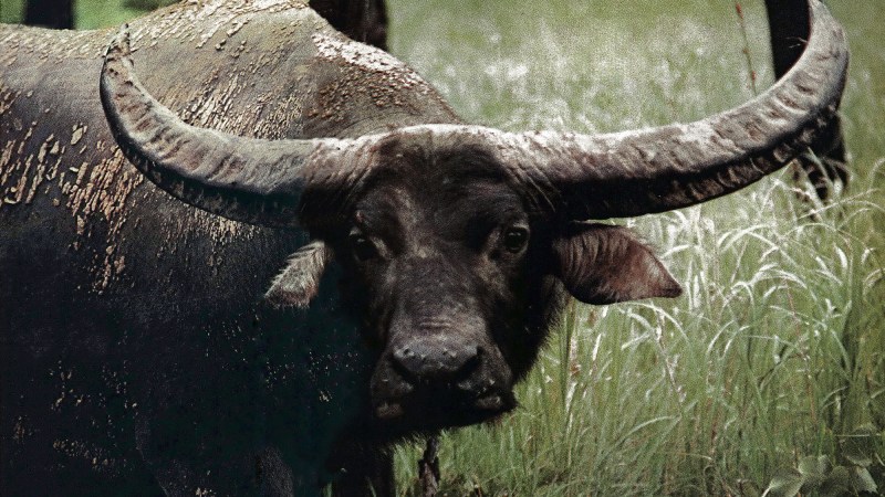 Carmichel in Australia: Charged by a Backwater Buffalo