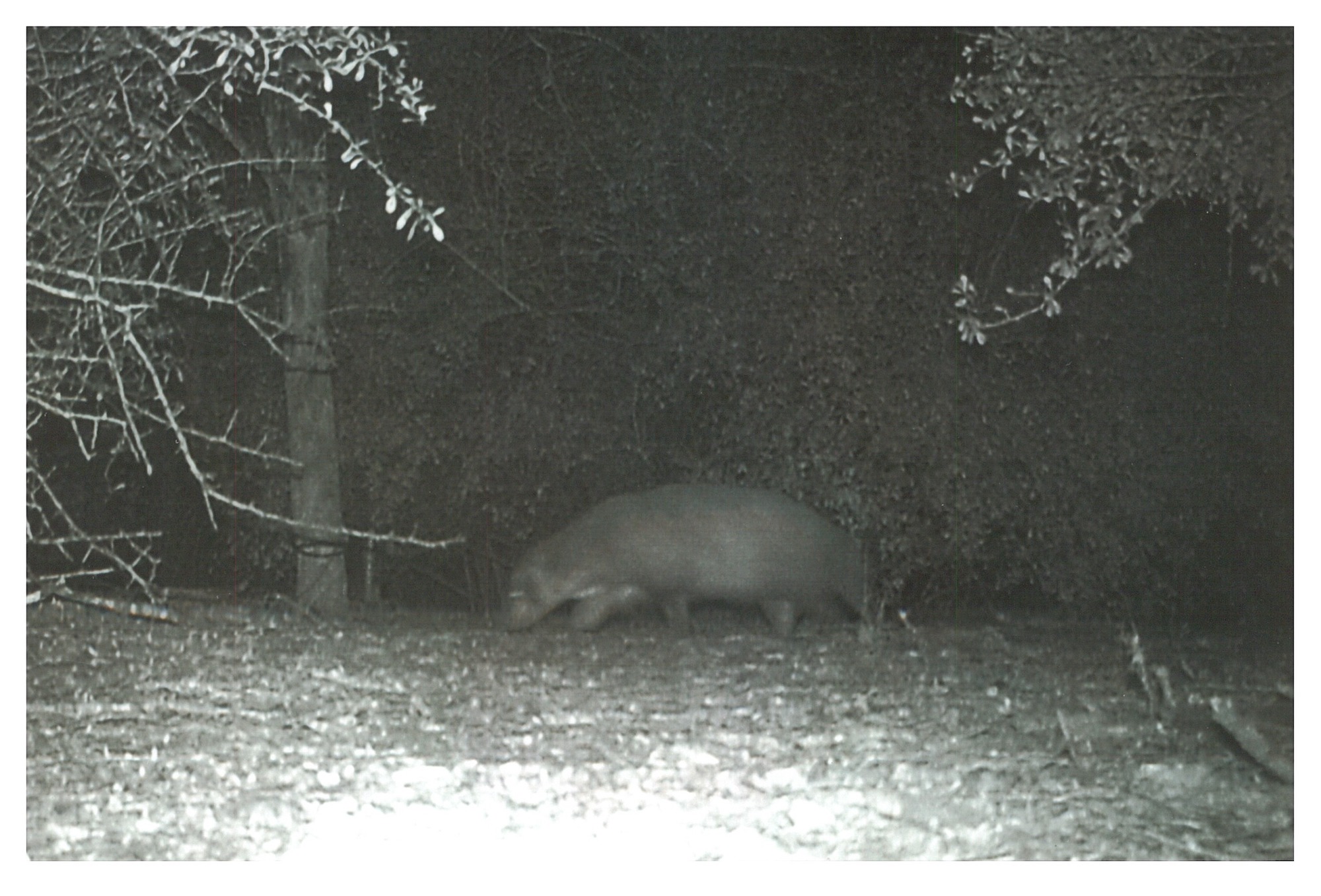 Mystery Texas Critter Turns Out to Be … a Badger? Outdoor Life