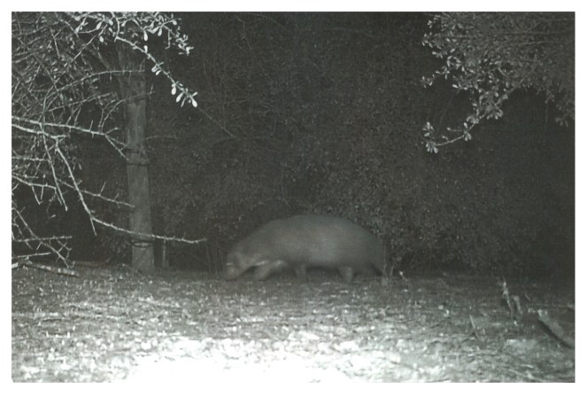 Mystery Critter Photographed Near Texas Border Turns Out to Be … a Badger?