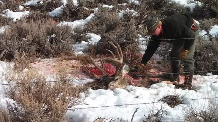 222-inch mule deer deadhead getting inspected