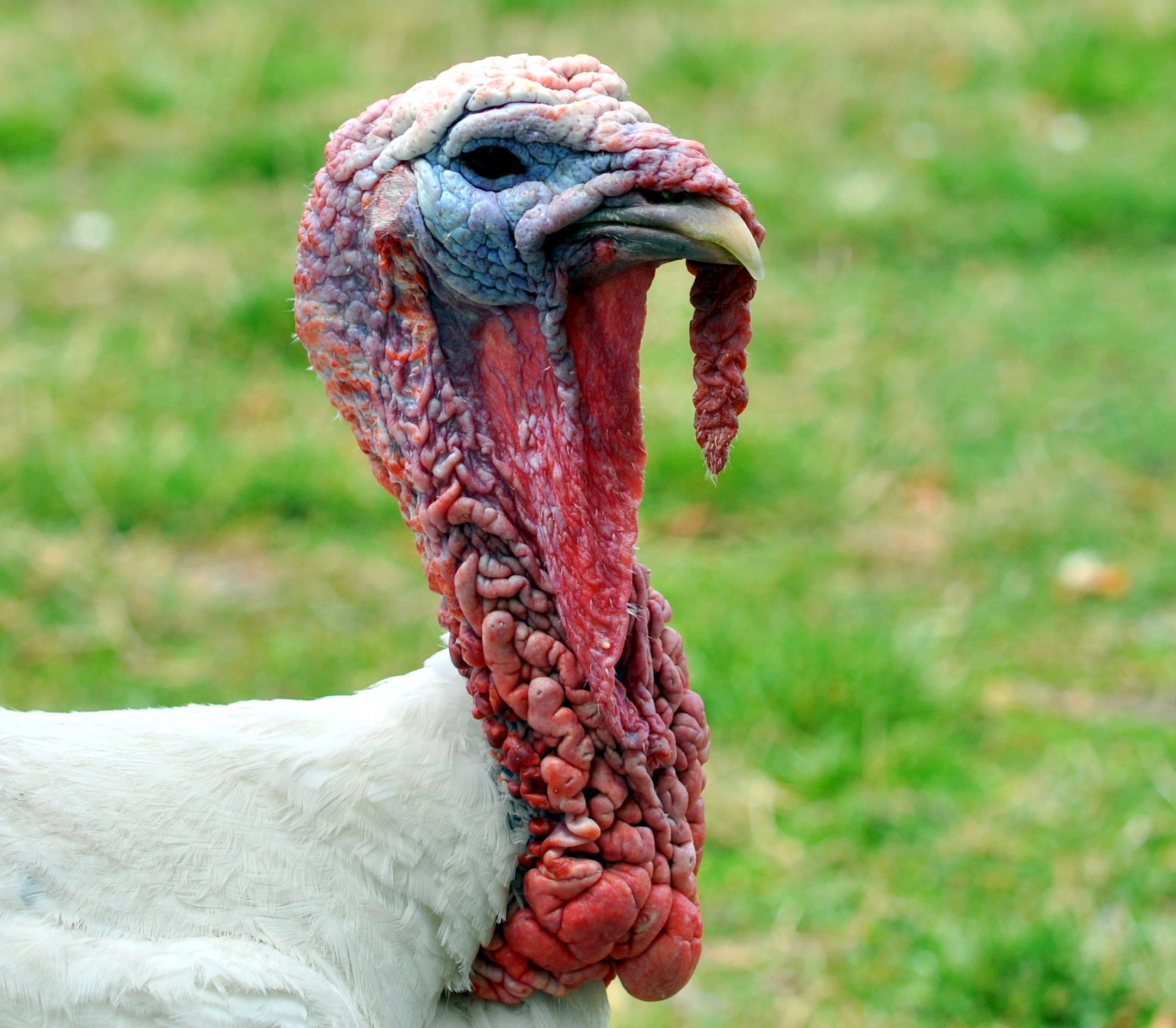 farm turkey