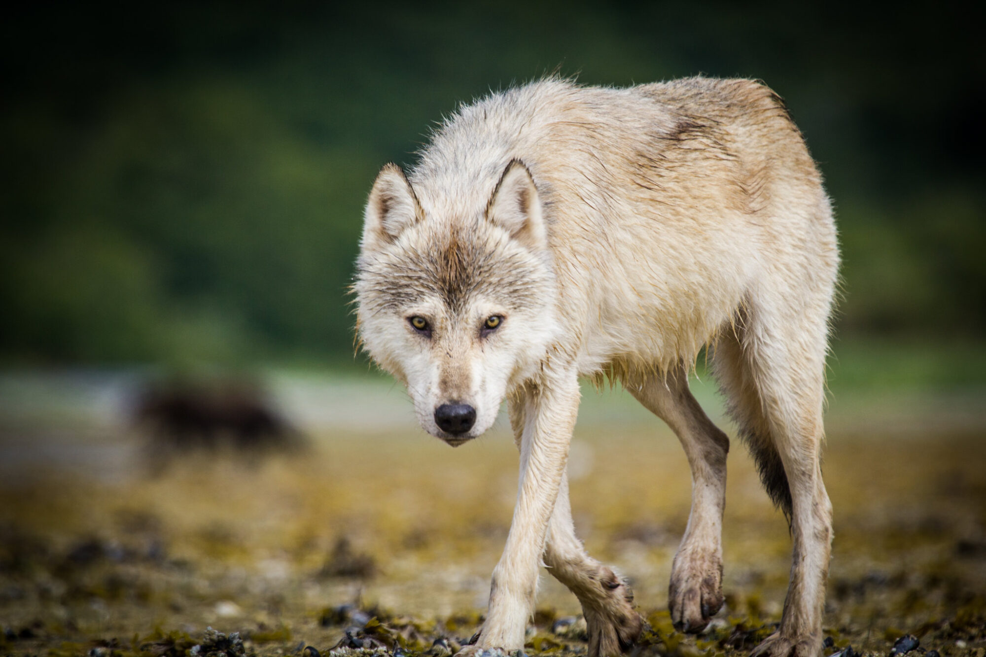 Do Wolves Attack Humans?