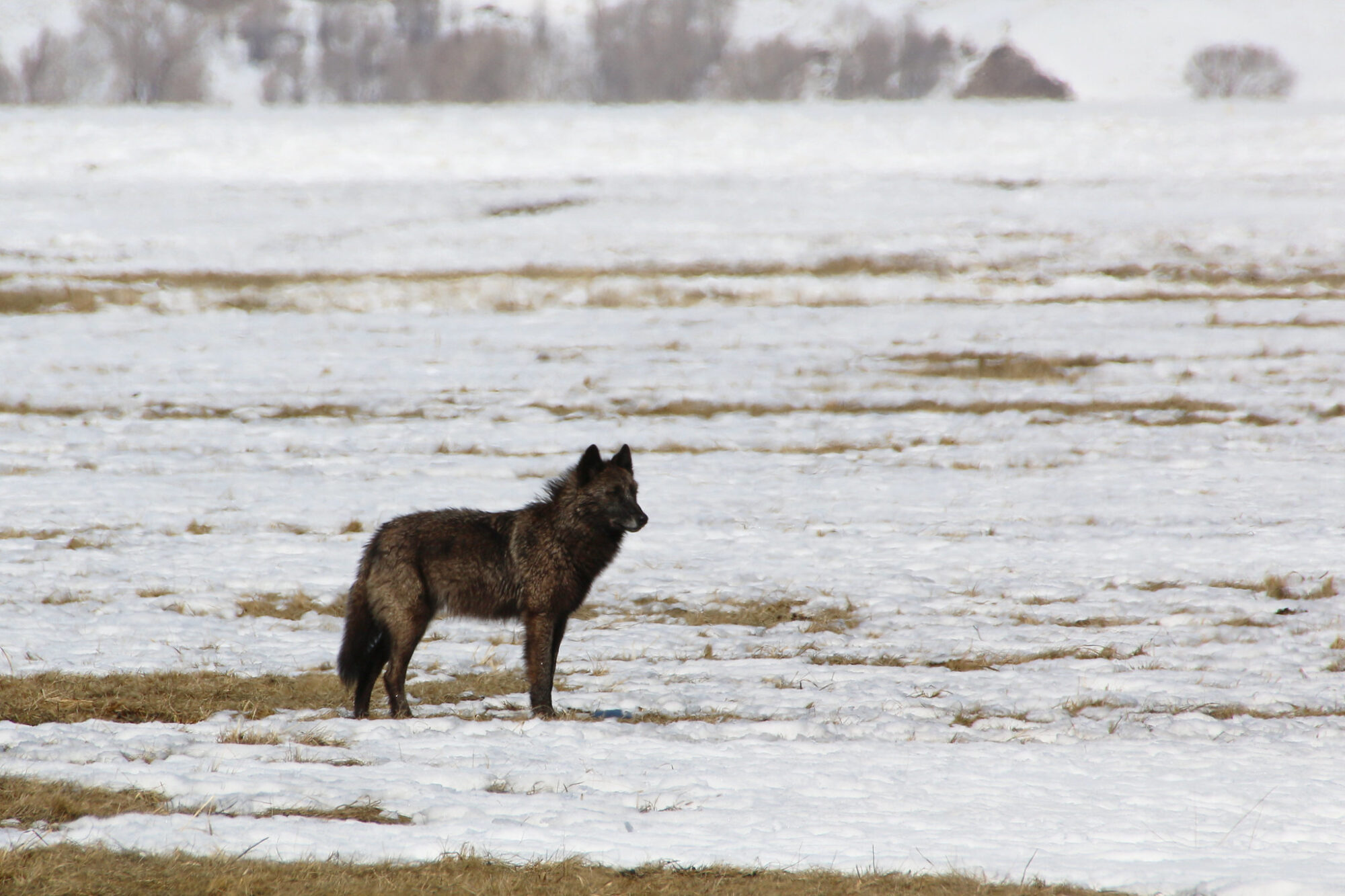 black wolf in national elk refuge
