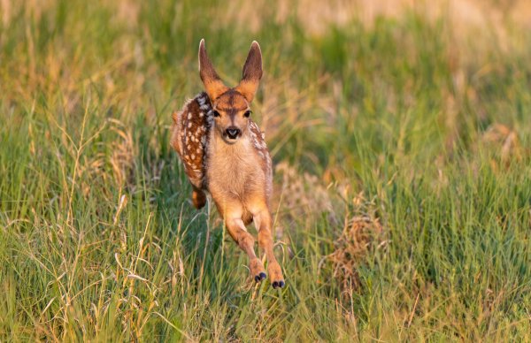 Idaho Game Warden Shoots Dog That Was Chasing and Killing Mule Deer Fawns