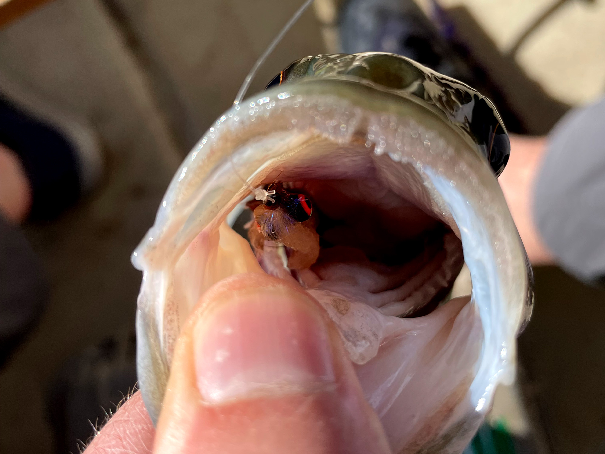 The Best Bass Flies Outdoor Life