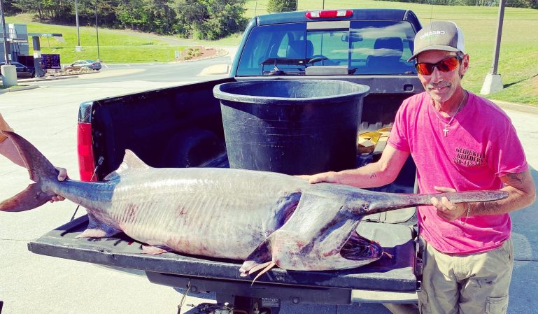 New State-Record Paddlefish Is the Largest Fish in the Tennessee Record Book