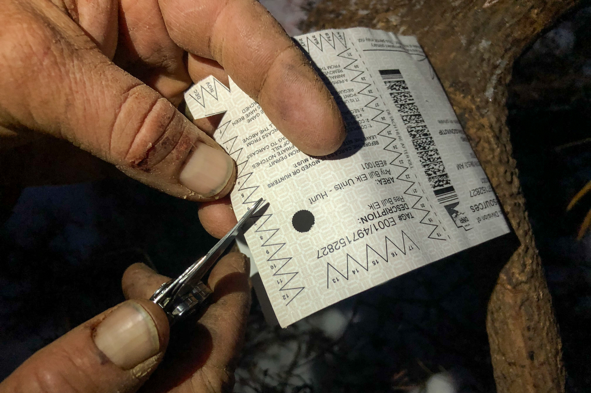 A hunter notches their resident elk tag.
