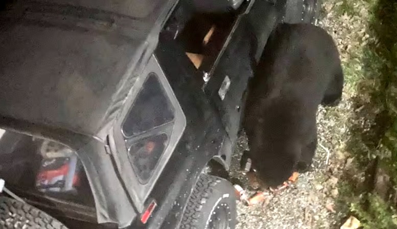 Canadian "Caffeine Bear" Breaks into Car, Chugs 69 Cans of Soda