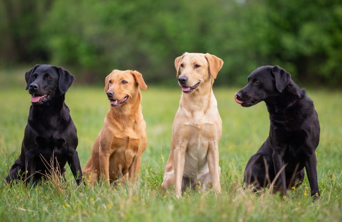 Labrador retriever colors in black, fox red, and yellow.